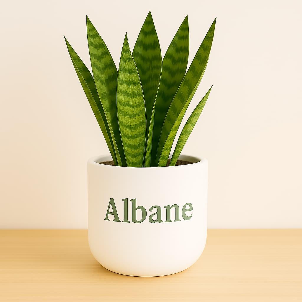 Plante avec un joli pot personnalise avec le prenom albane