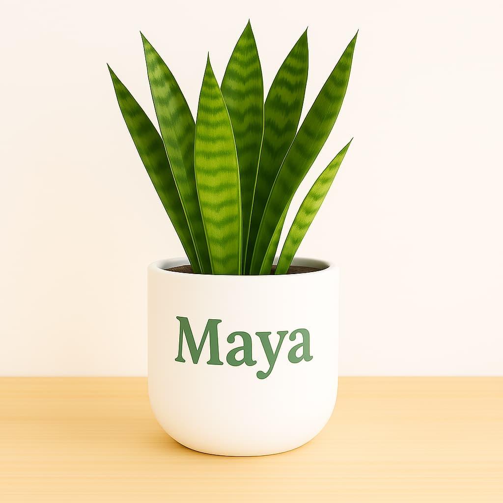 Plante personnalisee avec le prenom maya
