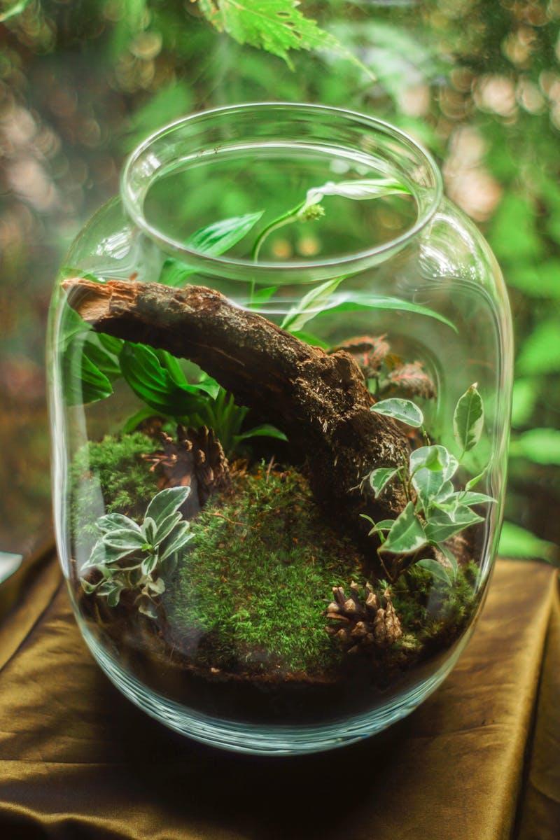 Terrarium dans un bocal en verre transparent